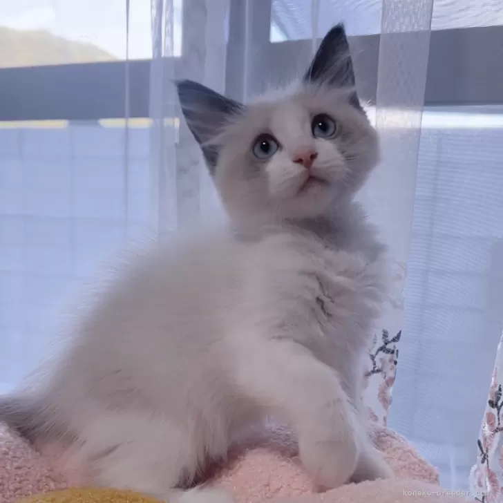 ID：2411-00911の子猫