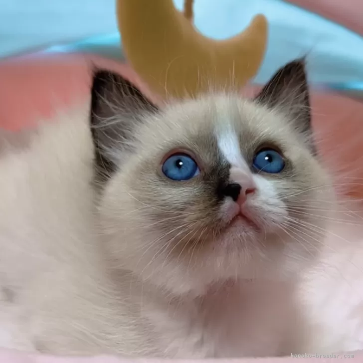 ID：2402-01489の子猫