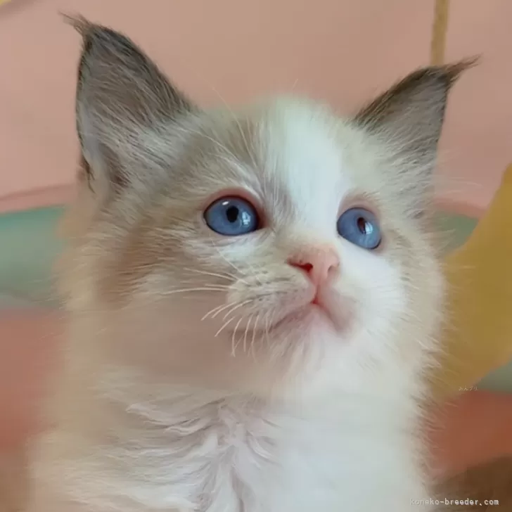 ID:2405-02177の子猫
