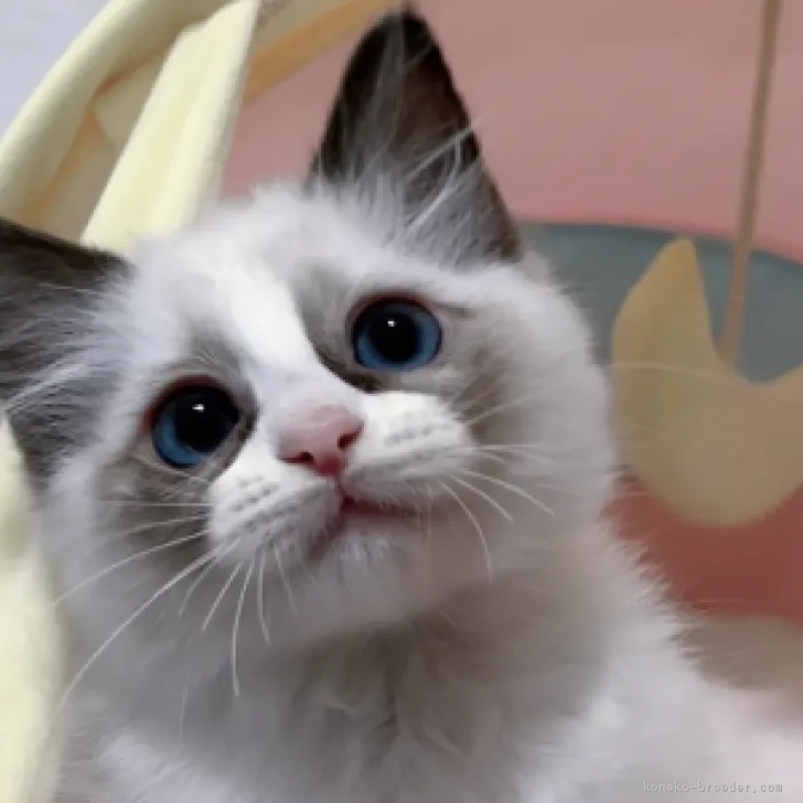 ID:2310-00910の子猫