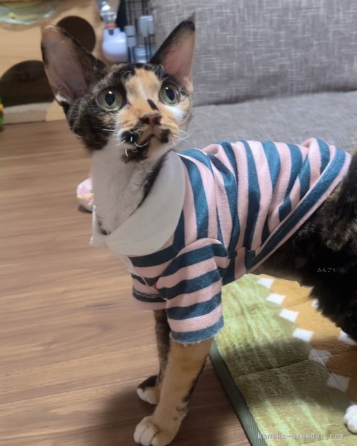 デボンレックス【・女の子・2024年5月22日・キャリコ】