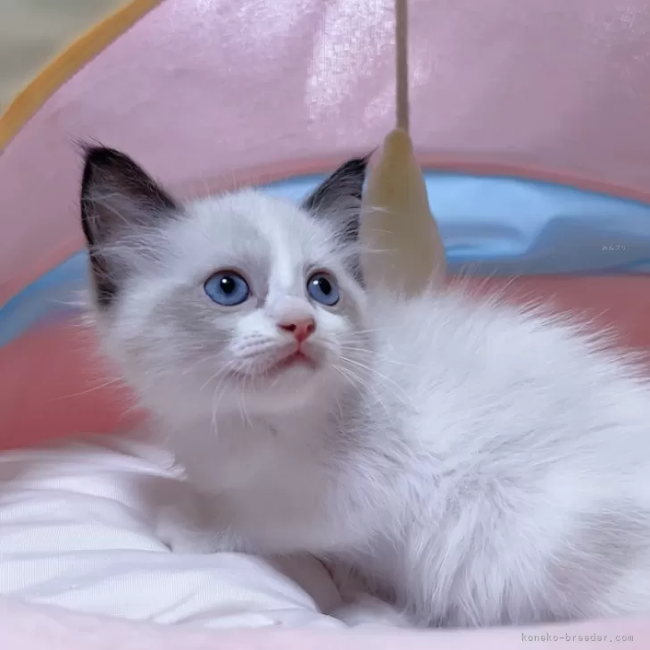 ID：2410-01473の子猫