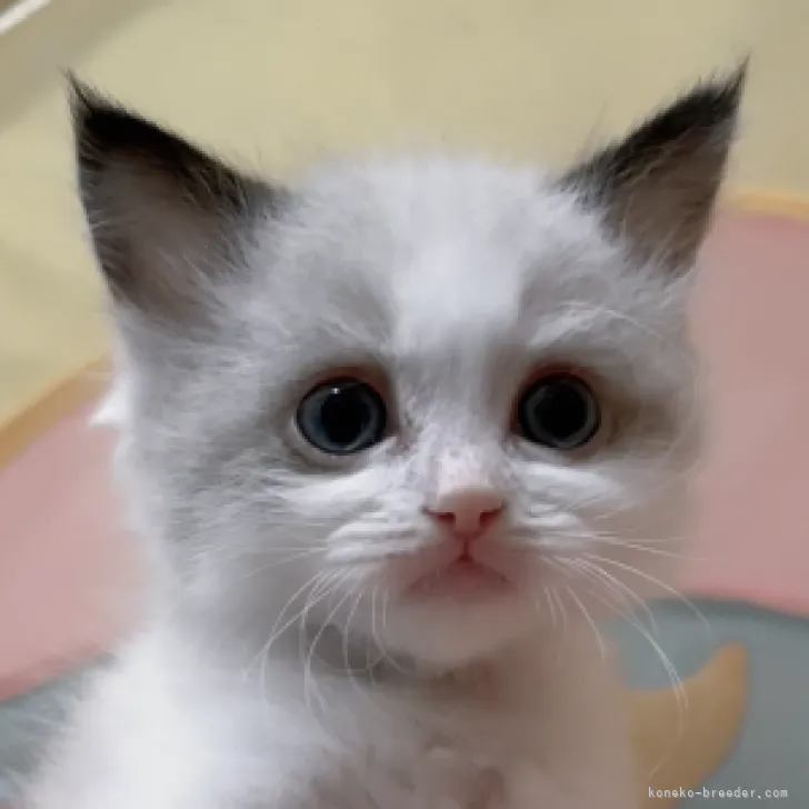 ID：2310-02311の子猫