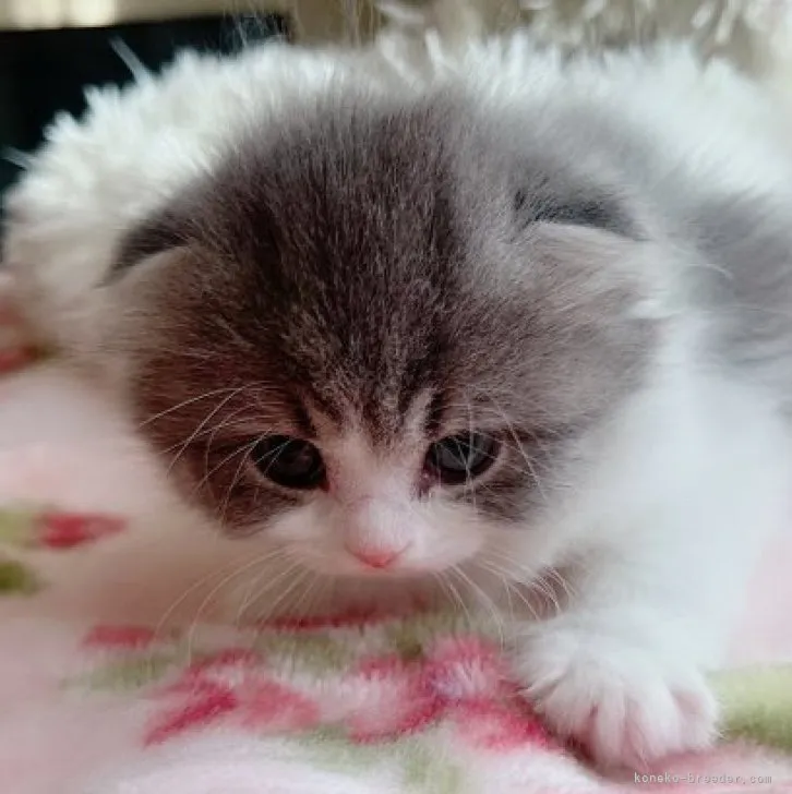 スコティッシュフォールド(折れ耳)【岐阜県・女の子・2023年2月1日・ブルーホワイト】の写真1