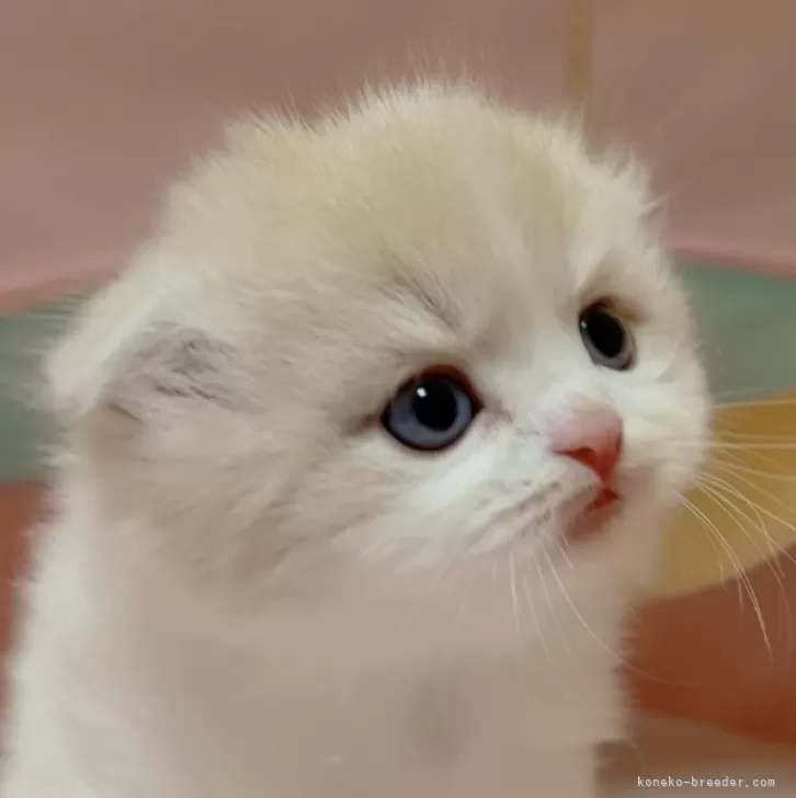 ID：2401-00989の子猫