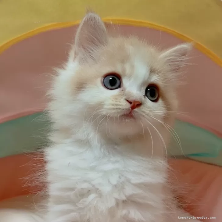 ID:2410-00231の子猫
