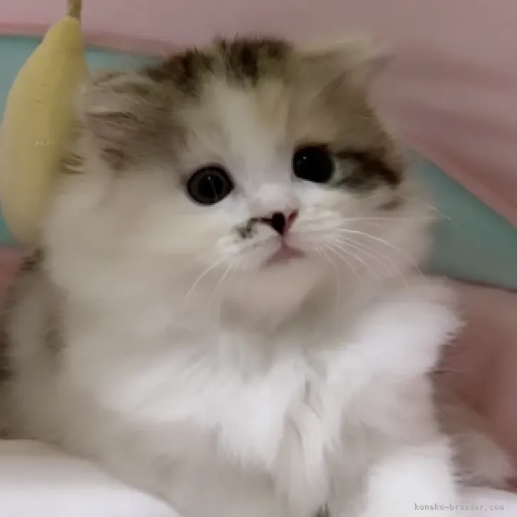 ID：2310-00180の子猫