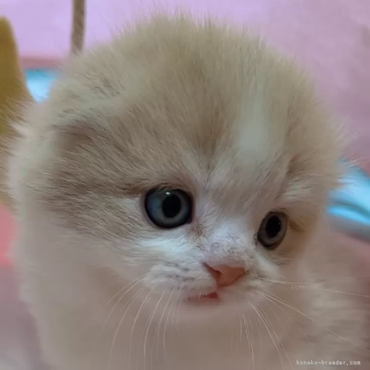 ID:2403-00093の子猫