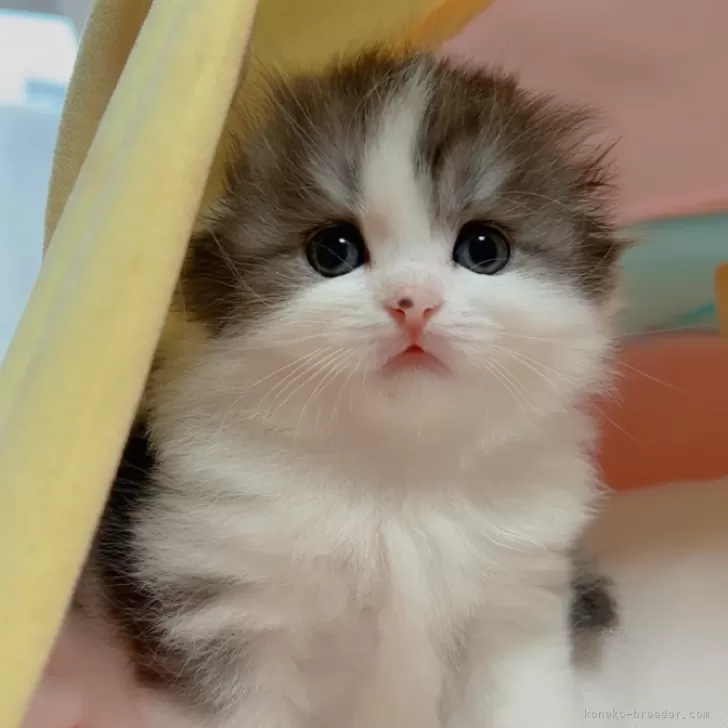 ID：2408-02436の子猫