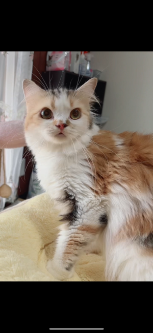 スコティッシュフォールド【・女の子・2024年3月6日・ブルーパチットタビー&amp;ホワイト】