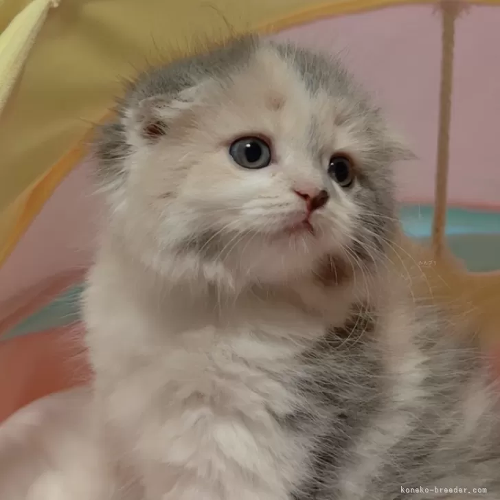 ID:2404-01411の子猫