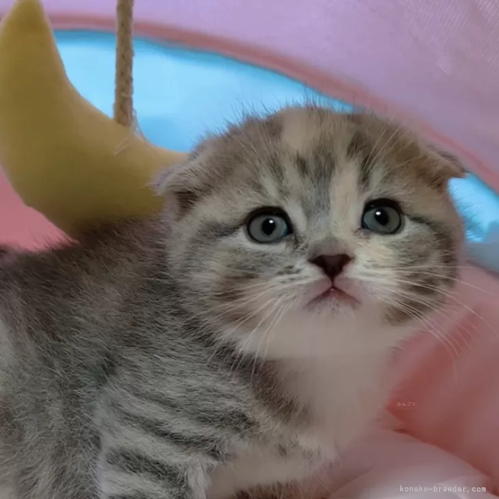 ID：2403-00094の子猫