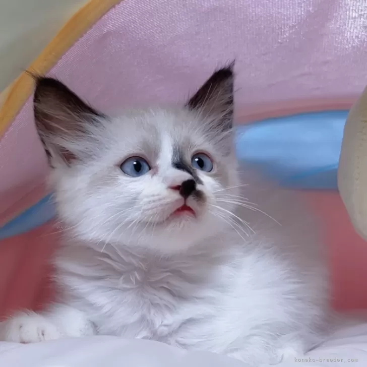 ID:2410-01477の子猫