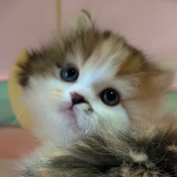 スコティッシュフォールド(立ち耳)【岐阜県・女の子・2024年1月31日・キャリコ（ロング）】の写真「本当に大人しい､めちゃくちゃ可愛いです💕💕💕」