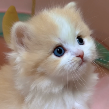 スコティッシュフォールド(立ち耳)【岐阜県・男の子・2023年12月27日・レッドタビー&ホワイト（ロング）】の写真「目はキラキラお茶目な男の子💕💕 💕」