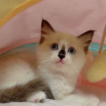 ラグドール【岐阜県・女の子・2024年8月14日・シールポイントバイカラー（ロング）】の写真「まん丸ちゃん､元気お茶目な可愛子💕💕💕」