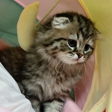 スコティッシュフォールド(折れ耳)【岐阜県・男の子・2023年3月21日・ブラウンタビー（ロング）】の写真「両親ノーマルめちゃ可愛いです💕」