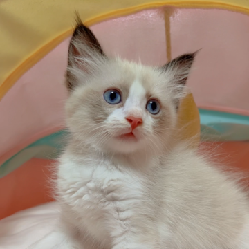 ラグドール【岐阜県・女の子・2024年8月14日・シールポイントバイカラー（ロング）】の写真「まん丸ちゃん､めちゃ大人しくてすごく可愛い子💕」