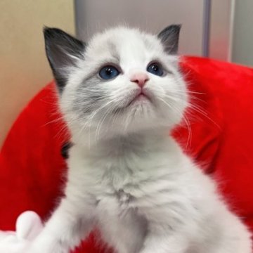 ラグドール【岐阜県・男の子・2023年3月22日・シールポイントバイカラー】の写真「✨元気いっぱい😆陽気で人懐っこい男の子💖」