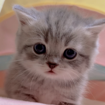 スコティッシュフォールド(立ち耳)【岐阜県・男の子・2024年2月28日・ブルータビー&ホワイト】の写真「まんまる、優しい大人しい可愛い子💕💕💕」