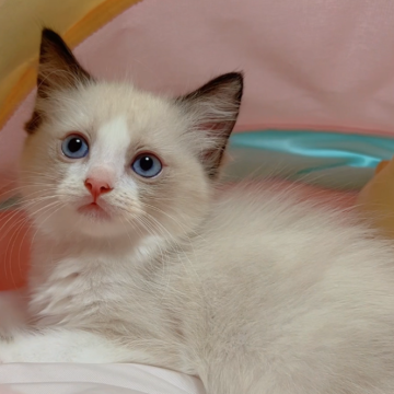 ラグドール【岐阜県・女の子・2024年8月14日・シールポイントバイカラー（ロング）】の写真「目はめちゃブルーでひょうたん顔の女の子💕💕💕」