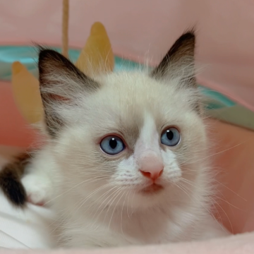 ラグドール【岐阜県・男の子・2024年8月14日・シールポイントバイカラー（ロング）】の写真「お父さんにそっくりなめちゃカコイイ子💕💕」