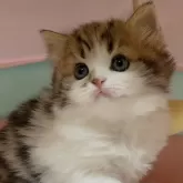 スコティッシュフォールド(立ち耳)【岐阜県・女の子・2023年11月1日・ブラウンパッチトタビー&ホワイト】の写真1