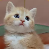 スコティッシュフォールド(立ち耳)【岐阜県・男の子・2024年2月28日・レッド&ホワイト】の写真1