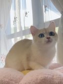 ブリティッシュショートヘア【・女の子・2024年6月20日・ブラックゴールデンシェイド】