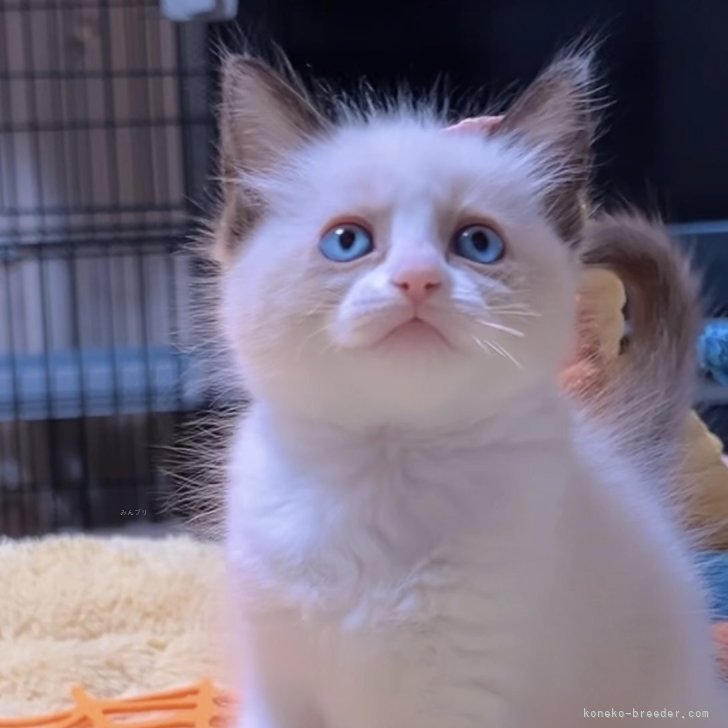 ブリーダー画像