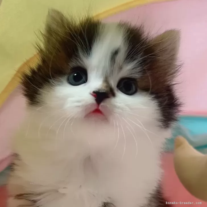 ID：2501-00514の子猫