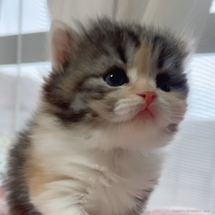 プッチ、スイートビオラ(パープル)短毛シュシュ、わんちゃん猫ちゃん用 プッチ様専用、スイートビオラ(パープル)短毛シュシュ、わんちゃん猫