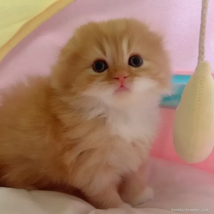ID：2501-00507の子猫