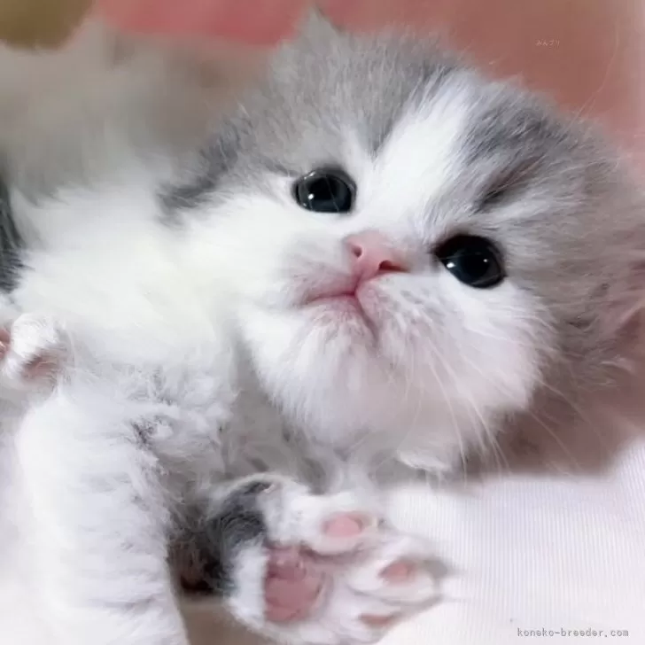 M.N 様のお迎えした子猫