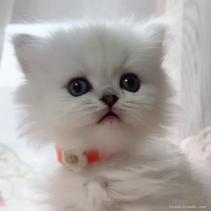 なっち 様のお迎えした子猫