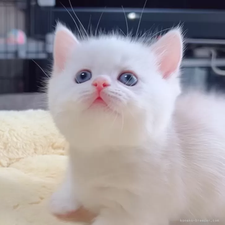 ID：2505-01462の子猫