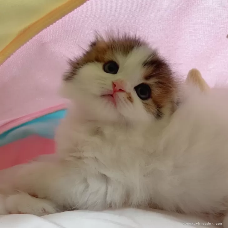 ID：2502-00140の子猫