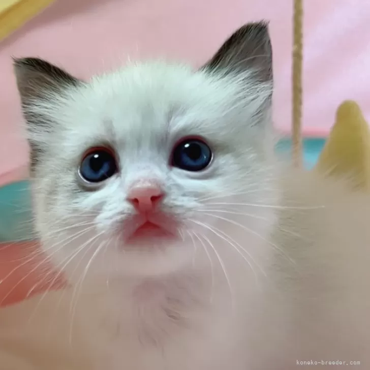 ID：2502-02391の子猫
