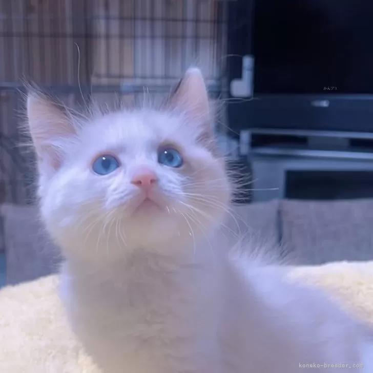 ラグドール【岐阜県・男の子・2025年10月15日・シールポイントバイカラー】の写真1