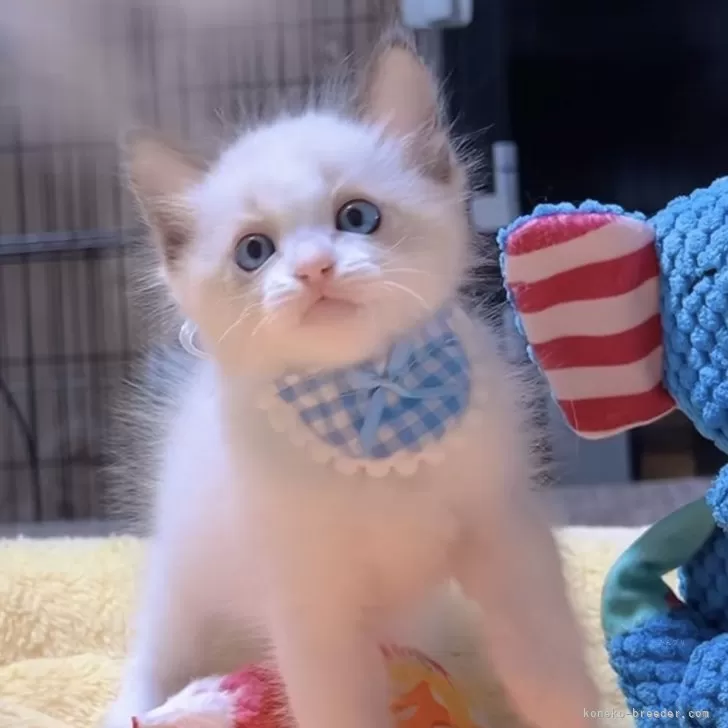 ラグドール【岐阜県・男の子・2025年9月24日・シールポイントバイカラー】の写真1