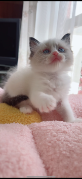 ラグドール【岐阜県・女の子・2025年1月1日・シールポイントバイカラー（ロング）】の写真「めちゃくちゃ大人しくい、元気可愛い子💕💕💕」