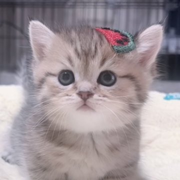 ミヌエット(短足)【岐阜県・女の子・2025年9月24日・ゴールデン】の写真「ぷよぷよまん丸な姿がとにかく可愛い子💕💕💕」