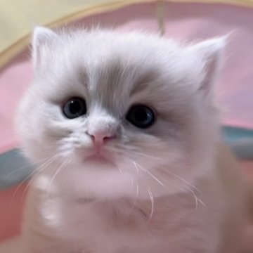 スコティッシュフォールド(立ち耳)【岐阜県・男の子・2025年8月27日・クリーム（ロング）】の写真「ふわふわ、目がキラキラ､可愛子💕💕💕」