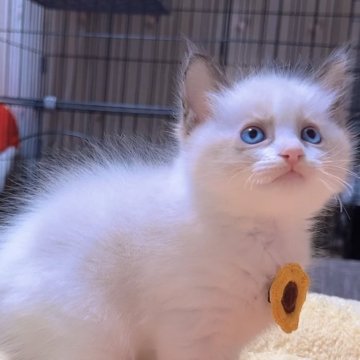 ラグドール【岐阜県・男の子・2025年9月24日・シールポイントバイカラー（ロング）】の写真「まん丸、かっこいい可愛い猫ちゃん💕💕💕」
