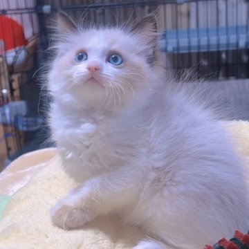 ラグドール【岐阜県・女の子・2025年10月15日・シールポイントバイカラー（ロング）】の写真「ふわふわ､まん丸めちゃ可愛い子💕💕💕」
