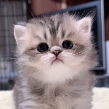 ペルシャ(チンチラ)【岐阜県・女の子・2025年9月10日・チンチラゴールデン（ロング）】の写真「垂れ目のとにかく可愛い猫ちゃん💕💕💕」