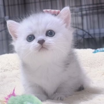 ミヌエット(短足)【岐阜県・女の子・2025年9月24日・シルバー】の写真「ぷよぷよまん丸な姿がとにかく可愛い子💕💕💕」