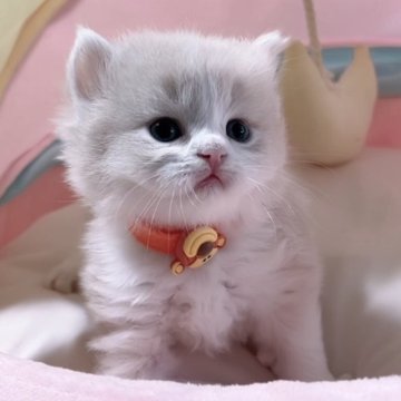 スコティッシュフォールド(立ち耳)【岐阜県・男の子・2025年8月27日・クリーム&ホワイト（ロング）】の写真「ふわふわ、可愛すぎる💕💕💕」
