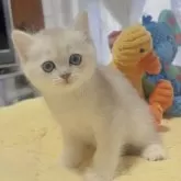 ミヌエット(長足)