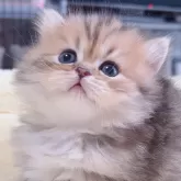 ミヌエット(短足)